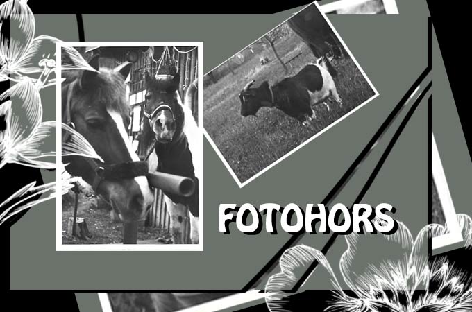 Radionice- FOTOHORS