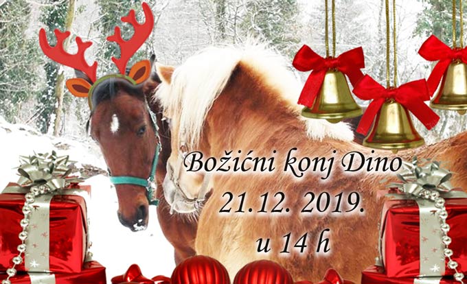 Božićni konj Dino 21.12.2019.
